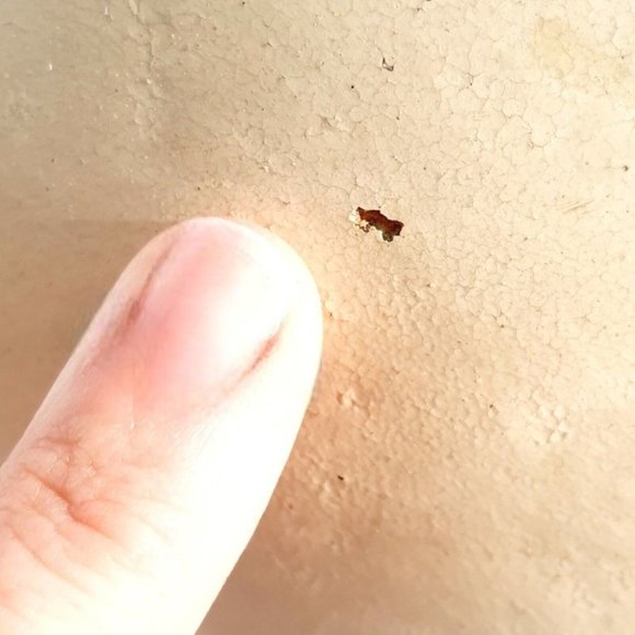 Santo Domingo Pueblo Pottery Olla Water Jug Pot Vase Southwest Native Amer Acoma - Picture 12 of 12